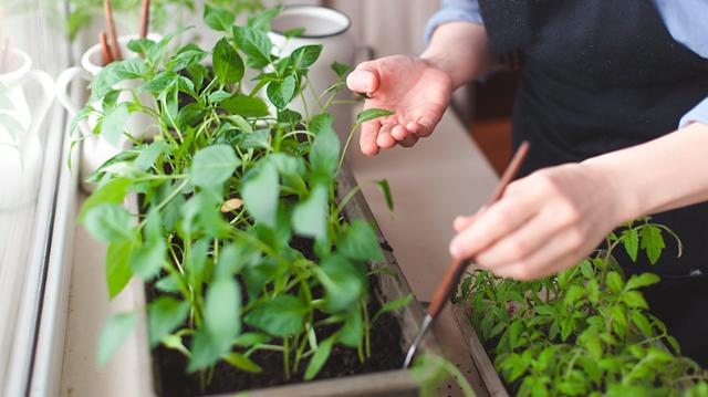 Krydderurter i plantekasse indenfor i vindueskarmen