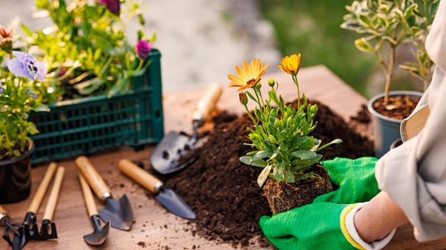 Haveredskaber ligger på bord og blomst er ved at blive omplantet